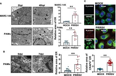 MiR-142-5p/FAM134B Axis Manipulates ER-Phagy to Control PRRSV Replication